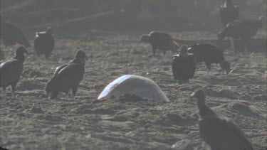 Turtle digging hole and laying eggs with black vultures in close proximity.