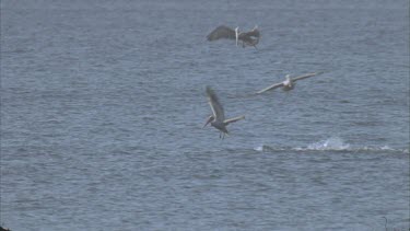 Pelicans landing on sea