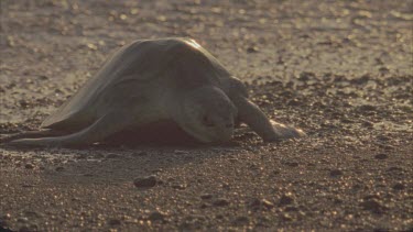 Early morning light. Turtle slowly making its way up beach