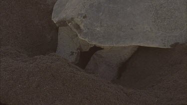 Low light. Turtle excavating hole for eggs. hind flippers.