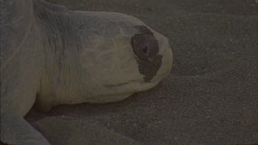 Low light. Turtle head resting on sand as she uses her hind flippers to excavate hole.