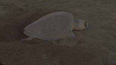 Low light. Turtle excavating hole for eggs.