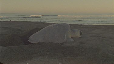 Low light. Turtle excavating hole, sea in background,