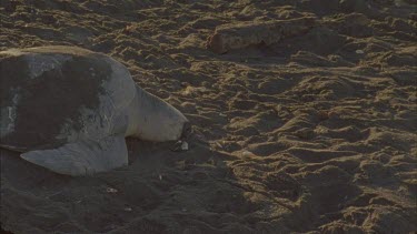 Turtle begins to excavate using front flippers.