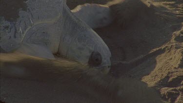 Turtle begins to excavate using front flippers.