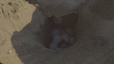 Turtle laying eggs in sand