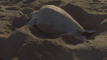 Using hind flippers to cover up eggs