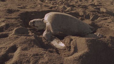 Turtle covering its nest with sand after laying its eggs.