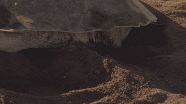 Close up of turtles' hind legs covering its nest with sand after laying its eggs.