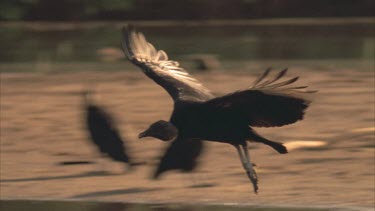 Tracking of lone vulture flying across water, then landing among group of vultures gathered around dead armadillo.