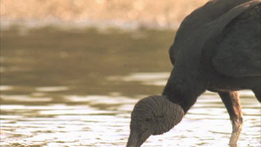 Vulture drinking in shallow water, then moves out of shot.