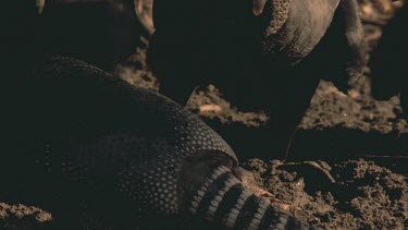 Vultures feeding on dead armadillo.