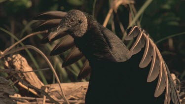 Vulture wings outstretched, looking alert.