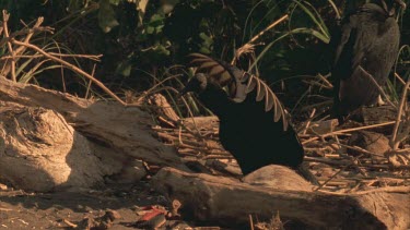 Vulture wings outstretched, looking alert.