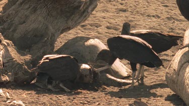 Vultures on the sand feeding on dead Olive Ridley turtle.