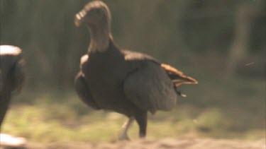 Tracking shot of vulture running across the sand, past other vultures that are stationary.