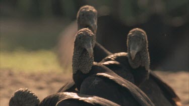 Vultures standing stationary on the sand, looking alert.