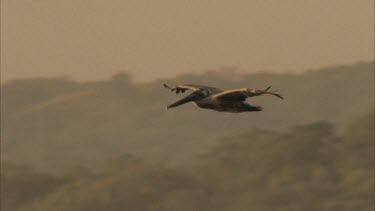 Tracking shot of Brown Pelican flying across camera out of shot.