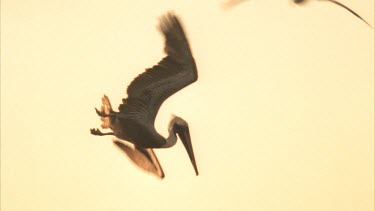 Tracking shot of Brown Pelican flying, then successfully diving for fish.