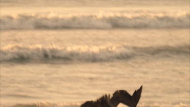 Tracking shot of Brown Pelican flying, then diving for fish unsuccessful.