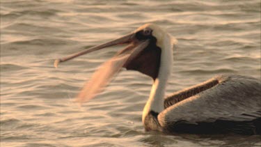 Brown Pelican floating on the water, eating fish.
