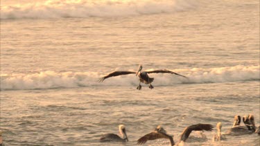 Tracking shot of Brown Pelican flying over surface, then landing amongst waves and other pelicans, diving unsuccessfully for fish.