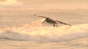 Tracking shot of Brown Pelican flying over surface, then landing amongst waves, diving unsuccessfully for fish. Waves breaking in the background.