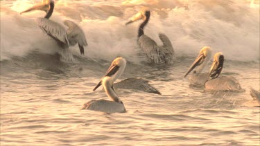 Brown Pelicans riding waves, wave crash over them