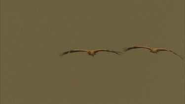 Two Wood Storks flying towards camera.