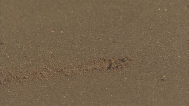 Ghost Crab exiting hole in sand, moves sideways a short distance along the sand, then back to its hole again.