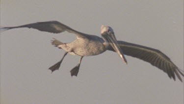 Tracking shot of Brown Pelican diving into the ocean, waves breaking onto rocks in the background. Pelican's head submerged, looking for fish.