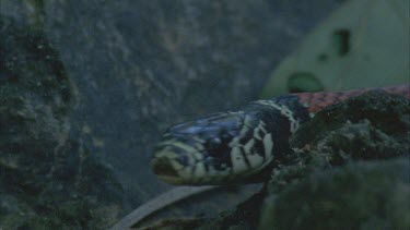 Close up of Mimic snakes head and body as it moves slowly over the rock.