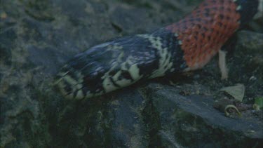 Close up of Mimic snakes head and body as it moves quickly over the rocks and out of shot to the left.