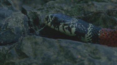 Close up side shot of Mimic snakes head, tongue flickering, then it slowly moves over the rock out of shot.