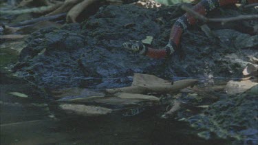 Coral Mimic snake moving along wet rocks on the waters edge, over a small tree branch, through shallow water and out of shot.