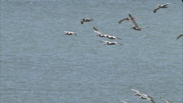 Flock of Brown Pelicans flying over ocean, then out of shot.