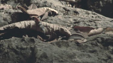 Coral Mimic snake moving down rocks and dead leaves towards camera, then out of shot.