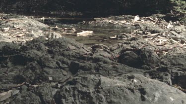 Coral Mimic snake moving over rocks and dead leaves, stream running in the background.