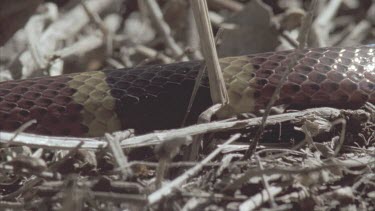 pan along banded pattern of coral mimic snake.