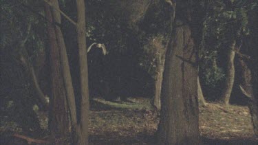 Barn Owl flying out of forest towards camera. Slow motion