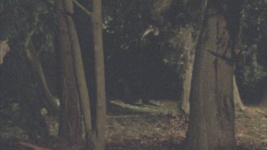 Barn Owl flying out of forest towards camera. Slow motion