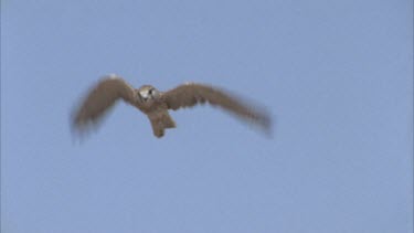 Kestrel hovers and flies out of shot.