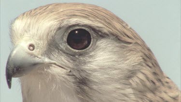 Kestrel on tree branch head beak eyes