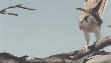 Kestrel on tree branch, then takes off and flies out of shot.