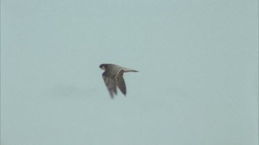 Tracking shot of Peregrine falcon in flight.