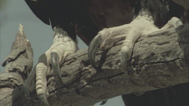 Wedge tailed Eagle perched on branch, talons, sharp