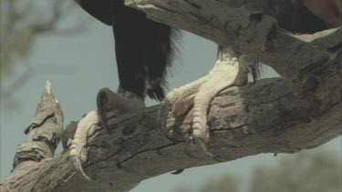 Wedge tailed Eagle perched on branch, claw