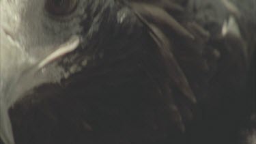 Wedge tailed Eagle, head, sharp beak