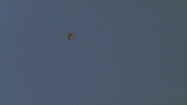 falcon in flight 200 fps