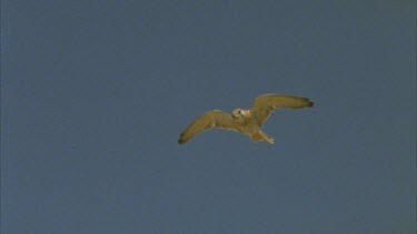 Kestrel hovering. It dives to camera. Slomo.